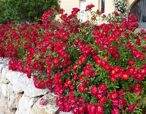 Red Drift® - Star® Roses and Plants