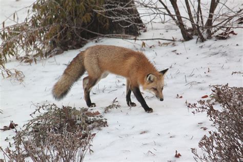 Red Fox - North Carolina Wildlife Resources …