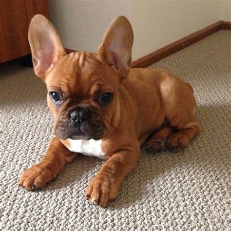 Red French Bulldog Puppies
