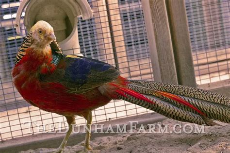 Red Golden Pheasant Burleson TX The Dunham Farm