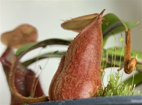 Red Hairy hamata formally described! - Carnivorous Plant Society …