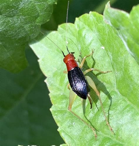 Red Headed Bush Cricket - What