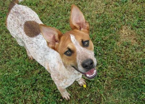 Red Heeler Terrier Mix - Anything Terrier