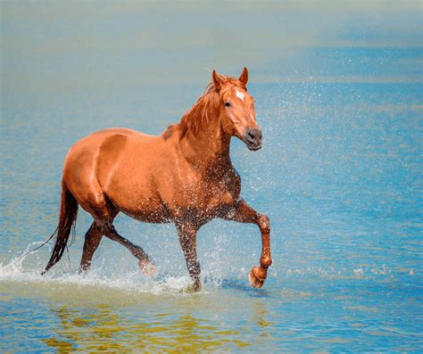 Red Horse Symbolism and Meaning (Anger & Passion)