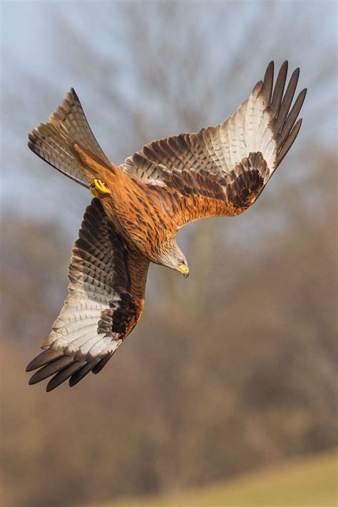 Red Kite Red Kite