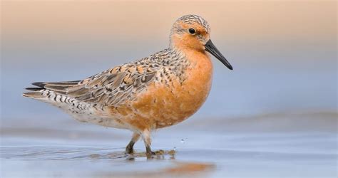 Red Knots & Horseshoe Crabs: A Delaware Bay Exclusive