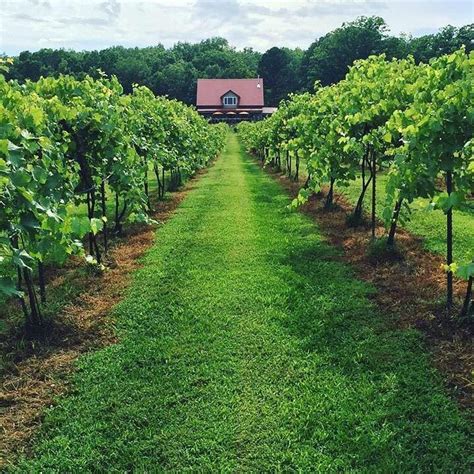 Red Moose Vineyard