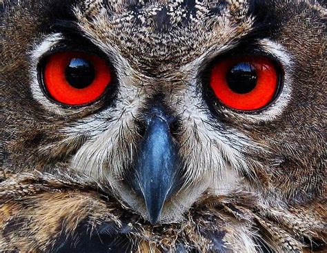 Red Owl Eyes - Facebook