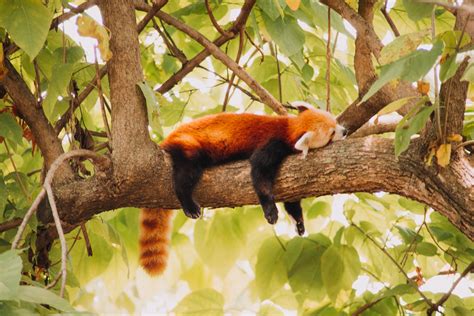 Red Pandas - Home