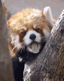 Red Pandas GIFs Tenor