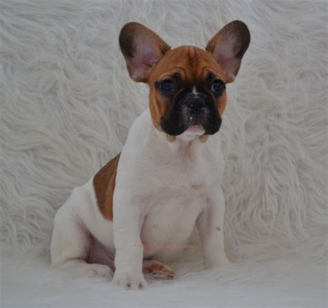 Red Pied French Bulldog Puppies For Sale