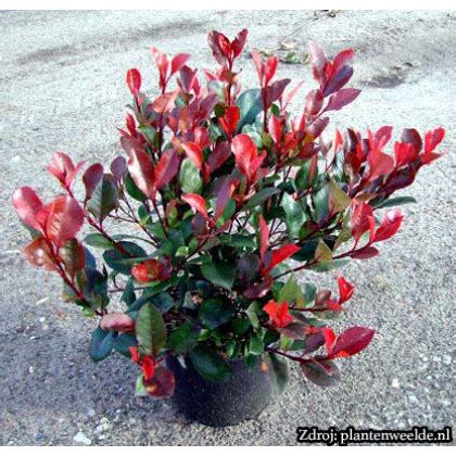 Red Robin Photinia červienka ker 125-150cm/C18L