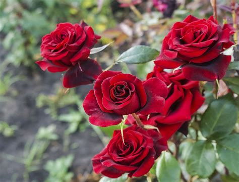 Read Red Roses