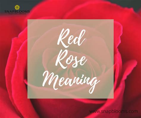 Red Roses: Meaning, Symbolism and History - SnapBlooms Blogs