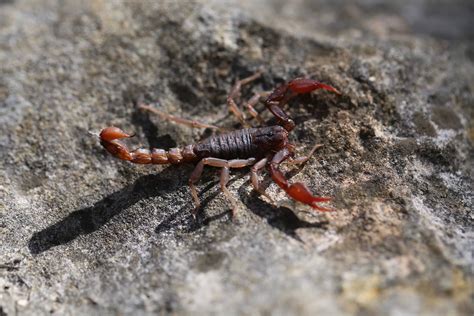 Red Scorpion - Scorpion with a Red Spot Orkin