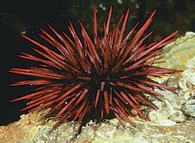 Red Sea Urchin Online Learning Center Aquarium of the Pacific