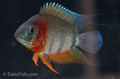 Red Shoulder Severum (Heros sp. rotkeil) - Dan