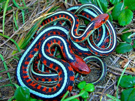 Snake Eyes - Leopard Gecko Traits - Morphpedia