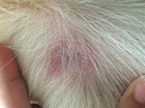 Red Skin and Hair Loss in a Dog: Magnolia