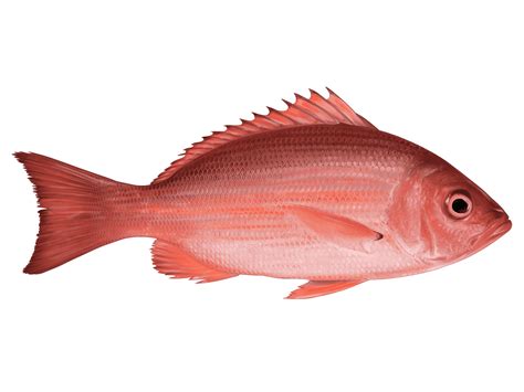 Red Snapper
