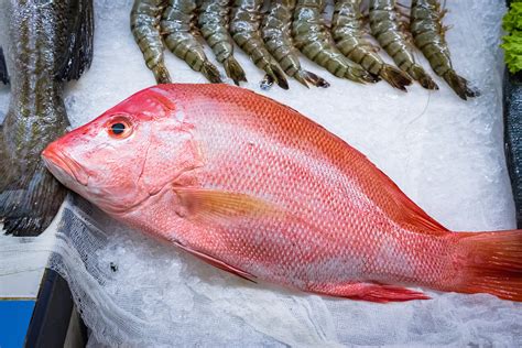Red Snapper Market Price