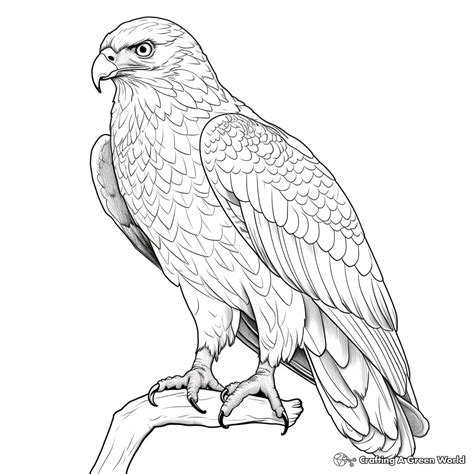 Red Tailed Hawk Coloring