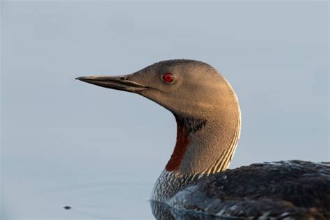 Red Throated Loon Pictures, Images and Stock Photos