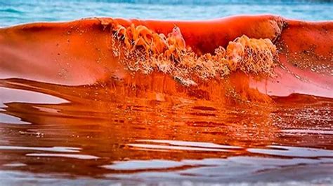 Red Tide Florida Report floridarambler.com