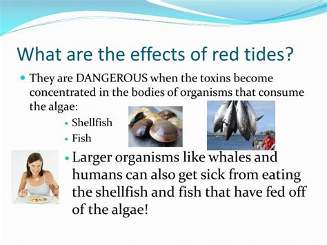 Red Tide and Food Poisoning: What to Know