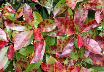 Red Tip Photinia Diseases