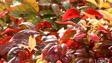 Red Tip Photinia Gets Freeze Damage [Recovering Guide]