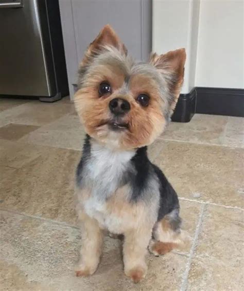 Red Yorkie grooming