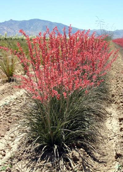 Red Yuccas Rule! - Neil Sperry