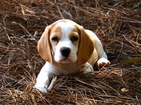 Red and White Beagle