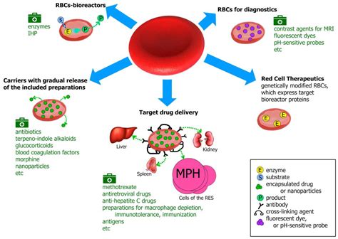 Red blood cell lysis and brain tissue-type transglutaminase ...