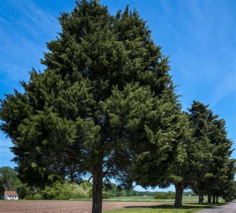 Eastern Red Cedar. Aromatic Red Cedar (Juniperus virginiana) Common Name (s): Aromatic Red Cedar, Eastern Redcedar. Scientific Name: Juniperus virginiana. Distribution: Eastern North America. Tree Size: 100-115 ft (30-35 m) tall, 3-4 ft (1-1.2 m) trunk diameter. Average Dried Weight: 33 lbs/ft 3 (530 kg/m 3). 