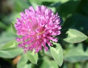 Red clover « Seed Production - OSU Wordpress