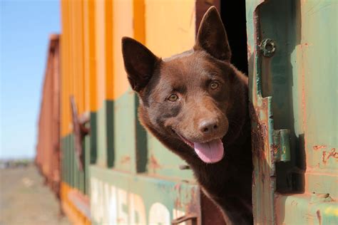 Red dog australian film. Red Dog was a surprise triumph at the box office, taking more than $21 million to be eighth on the list of highest-grossing Australian films of all time, then became the country's third highest ... 