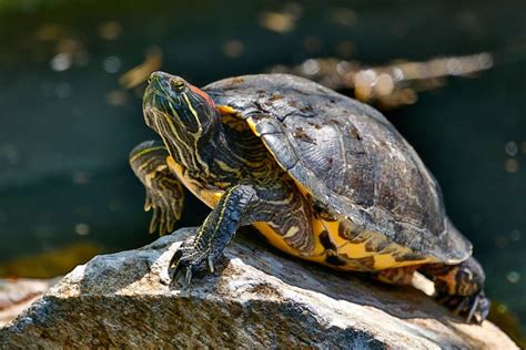 Red eared slider turtle for sale. Things To Know About Red eared slider turtle for sale. 