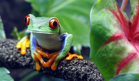 Red eyed tree frogs and leaf frogs reptile and amphibian keepers guide. - The merck manual of diagnosis and therapy 19th edition.