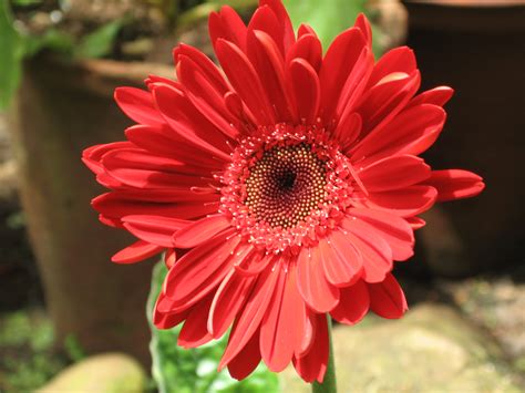 Red flower. Red flowers are the perfect way to infuse passion and energy into your outdoor haven. In this guide, we’ll explore a dazzling array of 75 red flowers that can elevate your garden … 