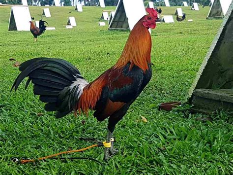 Red fox gamefowl. Red GameFarm. 80,054 likes · 7,784 talking about this. Sports 
