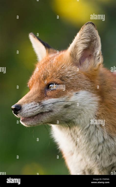 Red fox vixen hi-res stock photography and images - Alamy