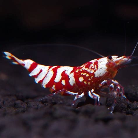 Red galaxy tiger shrimp. .  <a href=https://ams.stagingvalley.com/assets/imag...