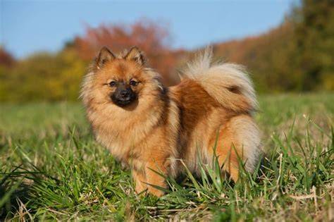 Red german spitz.  Beschrijving en kenmerken van het ras Duitse Spitz.  Behalve het ver...