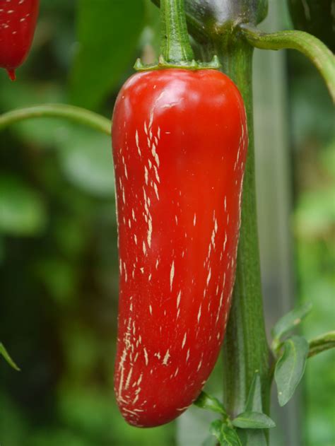Red jalapeno. Things To Know About Red jalapeno. 