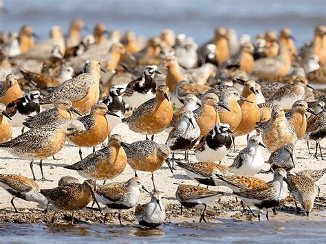 Red knots numbers, weight up this year