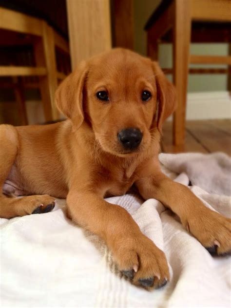 Red lab puppies. What are Fox Red Labrador Retriever Puppies Personality and Temperament like? Their temperament is the same as the classic Lab, friendly and outgoing. The Red Fox Lab is similar in temperament to that of any colored Labrador: “friendly, active, and outgoing” is the AKC's description of one of the best canine companions. 