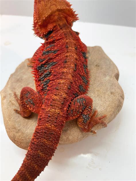Red monster bearded dragon. A red monster bearded dragon’s habitat can be a glass aquarium tank or a custom wood or plastic cage. As babies, they require a smaller enclosure to easily find … 