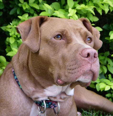 The red nose and blue nose pitbulls are not a separate breed or bloodline. They are simply a color variation. The red nose pitbull has a red nose and reddish coat color, and the blue nose pitbull has a blue nose and blue-silver coat color. In the end, we can say that the razor edge pitbull looks threatening and like a serious guard dog.